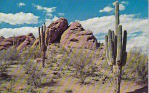 Cactus Giant Saguaro Cactus