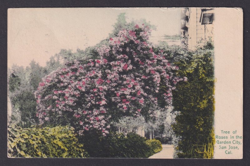 Postcard, United States, San Jose CA, Tree of Roses in the Garden City