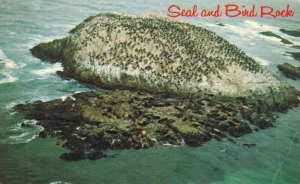 USA San Francisco Seal And Bird Rock California Chrome Postcard 08.36