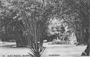 RIO de JANEIRO BRAZIL~JARDIN BOTANICO~BAMBUS (BAMBOO) RIBEIRO #63 PHOTO POSTCARD