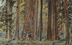 MAN & TREE LOGGING RELATED POSTCARD (c. 1910)