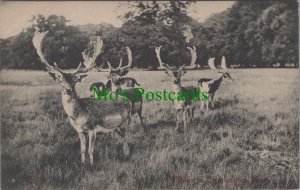 Animals Postcard - Deer in Cirencester Park, Gloucestershire HP529