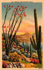 Cactus Ocotillo and Saguaro Cactus