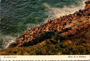 Oregon Coast Sea Lion Caves