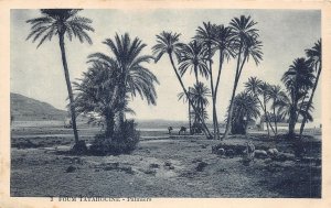 Lot295 foum tatahouine palmiers  tunisia africa