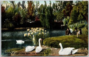 Swans at East Lake Park Los Angeles California Park Recreatrional Area Postcard