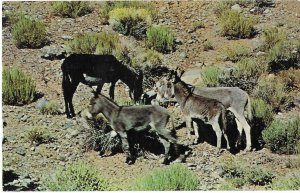 Wild Burros Descendants of Burros Panament Mountains  Death Valley California