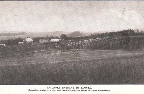 Canada Canadian An Apple Fruit Orchard Antique Postcard