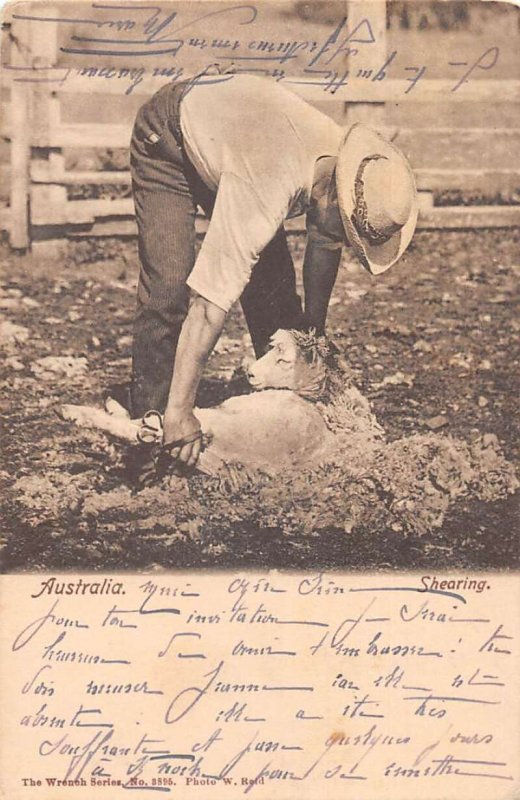 Australia Sheep Sheering Vintage Postcard AA43589