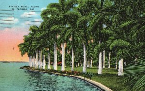 Vintage Postcard 1938 Stately Royal Palms Varieties Saw Palmetto Dwarf Florida