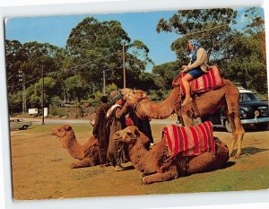 Postcard Tangier Camels Tangier Morocco