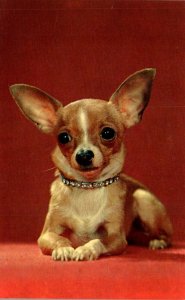 Dogs Chihuahua