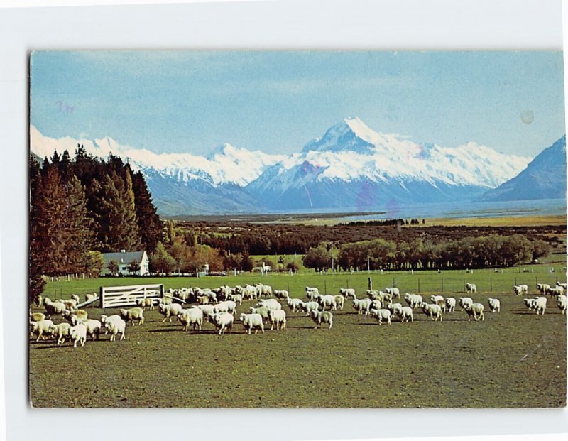 Postcard Glentanner Station, Showing Mt. Cook, New Zealand