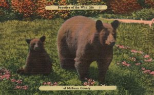 Vintage Postcard 1930s Beauties of Wild Life of McKean County Mother & Baby Bear