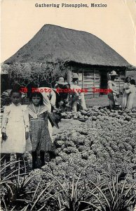 Mexico, Farmers Gathering Pineapples, H.H. Stratton 
