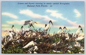 Vintage Postcard Birds Cranes & Egrets Roosting Everglades National Park Florida