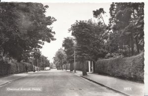 Yorkshire Postcard - Chestnut Avenue - Hessle - Real Photograph - Ref ZZ4851