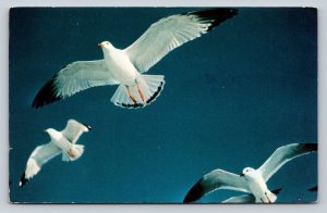 c1980 Sea Gulls Flying Along the New England Coast Vintage Postcard 0694