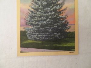 Blue Spruce Utah State Tree Postcard Unused