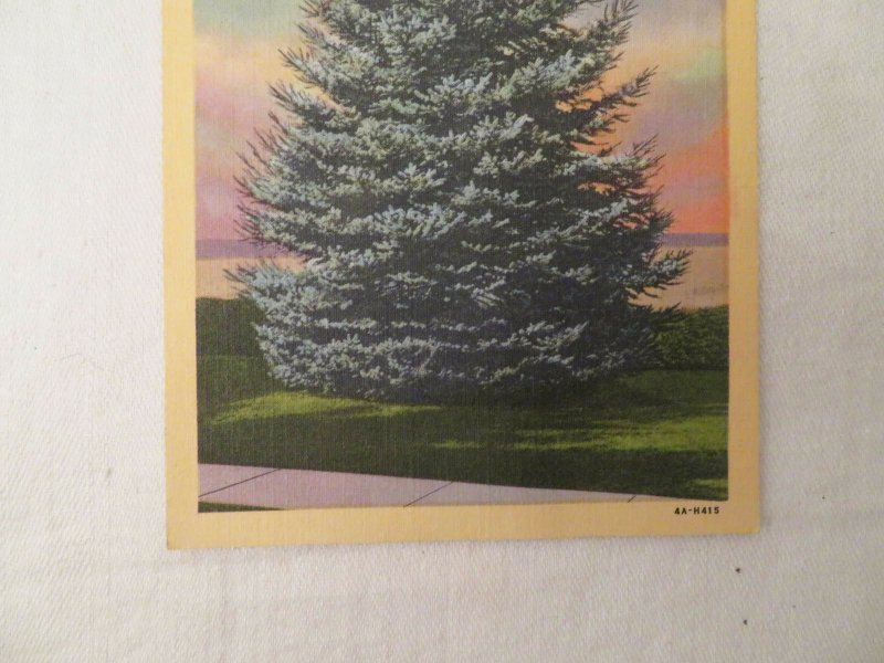 Blue Spruce Utah State Tree Postcard Unused