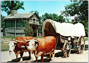 VINTAGE CONTINENTAL SIZE POSTCARD TRAINED OXEN TEAM AT NEW SALEM STATE PARK