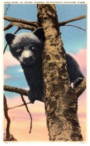 Cub bear in Tree