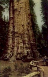 Sequoia National Park - Fresno, CA