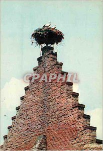 Modern Postcard Storks Nest