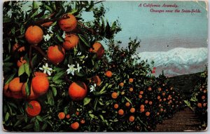 1910's A California Anomaly Oranges New Snow Fields Posted Postcard