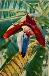 Banana Blossom in Hawaii Postcard PC522