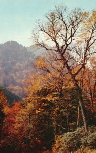 Postcard Chimney Tops In Early Autumn In Great Smoky Mountains National Park NC