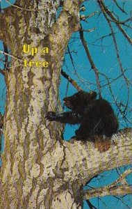 Black Bear Cub Up A Tree Another Fine Mess You Got Me Into