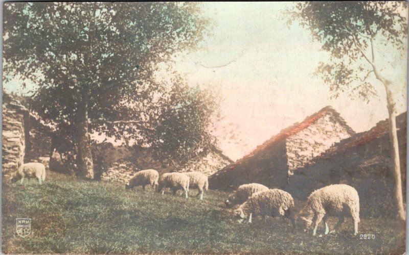 Vintage Postcard RPPC Sheep Posted 1908 Tacoma Washington JV2
