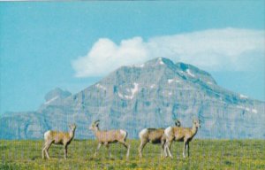 Canada Bighorn Sheep In The Canadian Rockies