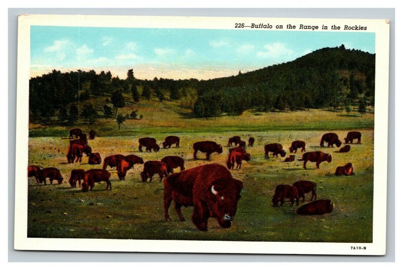 Vintage 1940's Postcard Buffalos in the Rockies - Western Theme