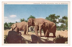 Chicago Zoological Park, Brookdield, Illinois, USA - New 1960's