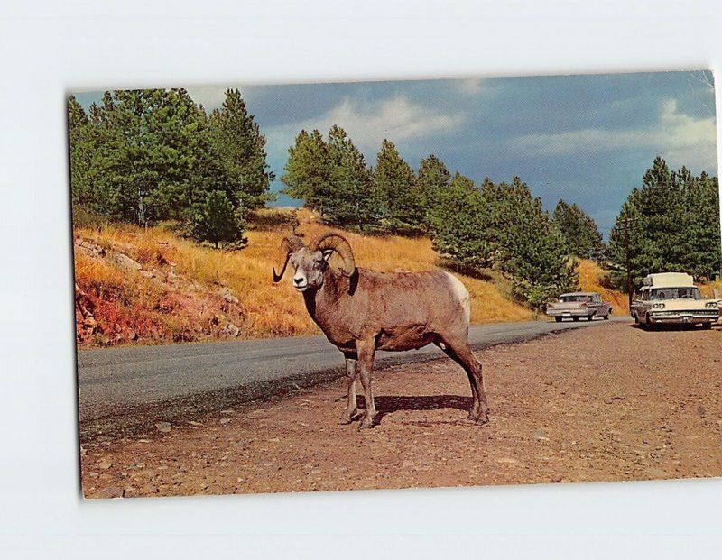 Postcard Mountain Sheep Waiting For Handout, Black Hills, South Dakota