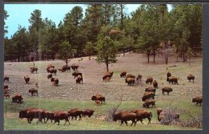 Bison,Buffaloes,Custer State Park,Black Hills,SD BIN