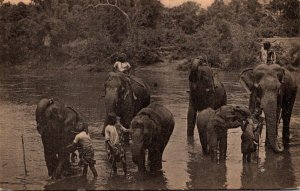 Sri Lanka Ceylon Temple Elephants At Katugastota