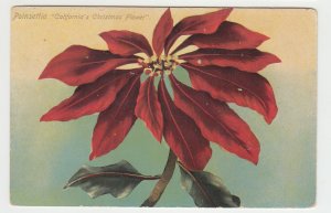P2404, old postcard poinsettia flower calif christmas flower unused