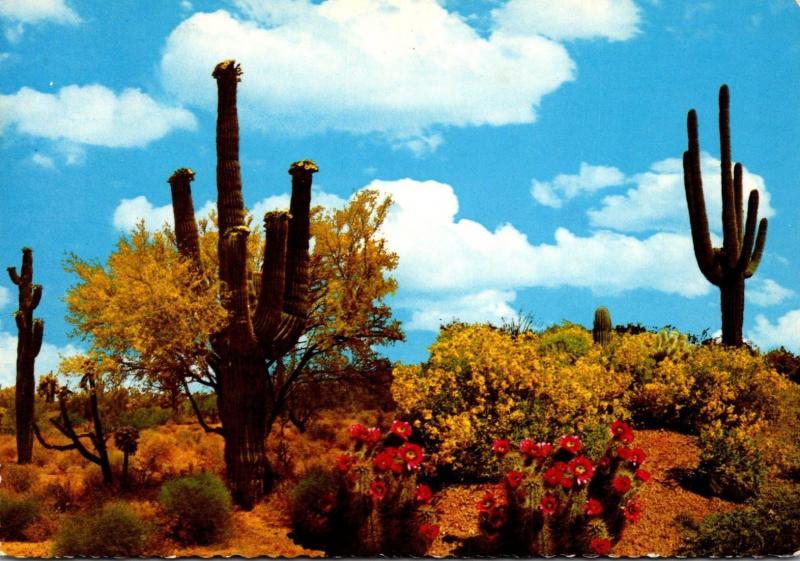Giant Saguaro Cactus Springtime On The Desert 1973