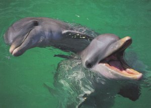 Laughing Dolphins Playing Delfine German Cute Funny Animal Postcard