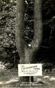 WI - The Dells. Lost Canyon, The Wishbone Tree.  *RPPC