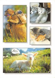 BF39587 mouton sheep chien dog cat chat france  animal animaux