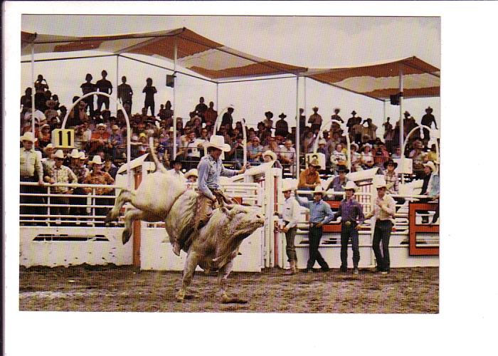 Brahma Bull Riding, Calgary Exhibition and Stampede, Alberta
