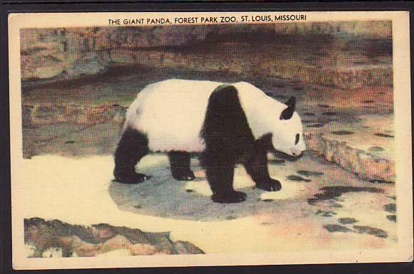 Giant Panda Forest Park Zoo St Louis MO Postcard 