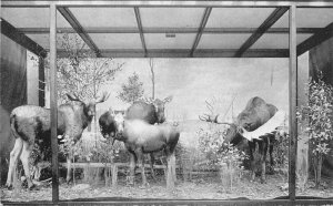 Chicago Illinois Group Alaskan Moose Field Museum 1920s Taxidermy Postcard 6730