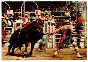 Canada Calgary Exhibition and Stampede Rodeo Brahma Bull Riding