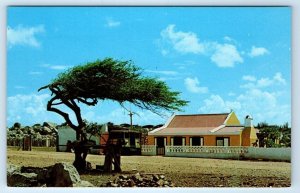 Divi Divi Tree with Cunucuhouse ARUBA Postcard