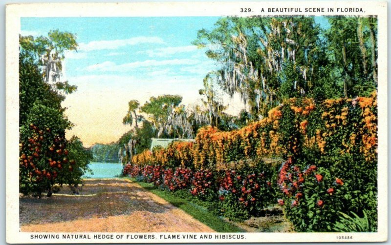 Postcard - A Beautiful Scene in Florida 